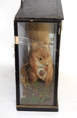 Lot 27 - Late 19th / Early 20th century Taxidermy Cased...