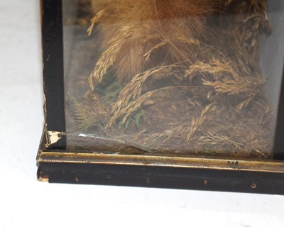 Lot 27 - Late 19th / Early 20th century Taxidermy Cased...