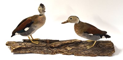 Lot 35 - Two taxidermy Eurasian teal (Anas crecca)...
