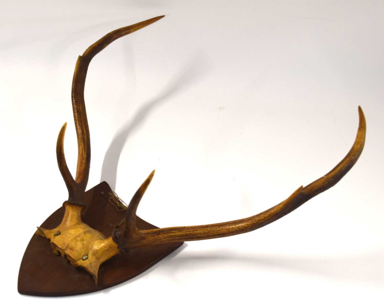 Lot 39 - Victorian mounted Sika Deer (Cervus nippon) 6...