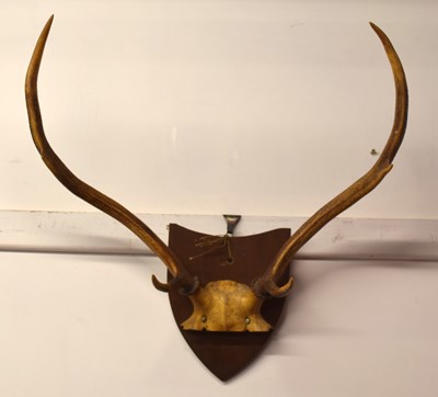 Lot 39 - Victorian mounted Sika Deer (Cervus nippon) 6...