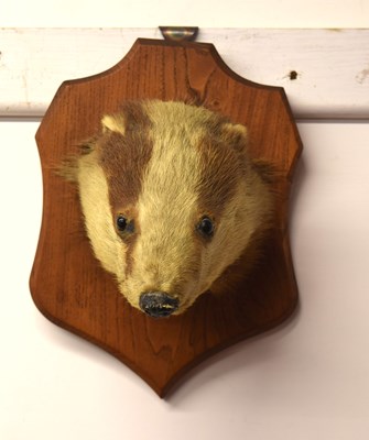 Lot 43 - 20th century Taxidermy Badger mask on wooden...