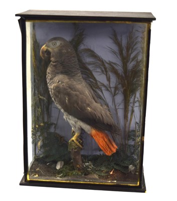 Lot 75 - Victorian / Early 20th Century Taxidermy cased...