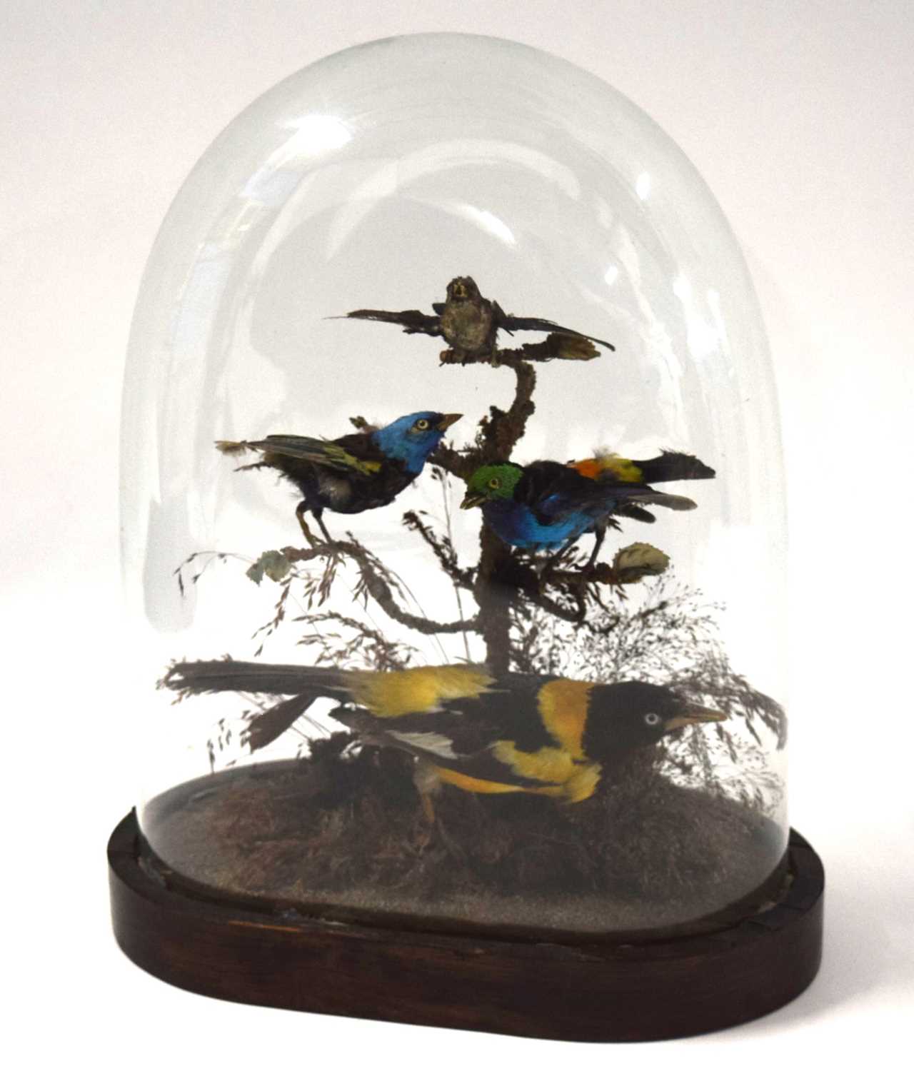 Lot 58 - Victorian Taxidermy diorama of birds of...