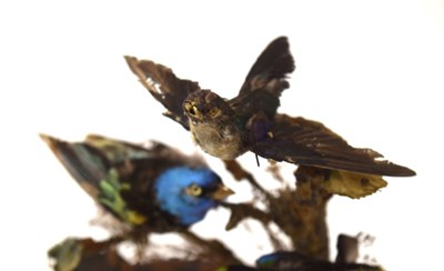 Lot 58 - Victorian Taxidermy diorama of birds of...
