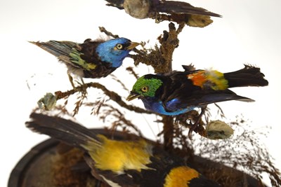 Lot 58 - Victorian Taxidermy diorama of birds of...