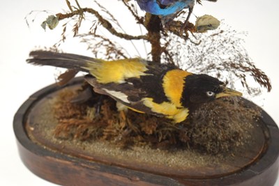 Lot 58 - Victorian Taxidermy diorama of birds of...
