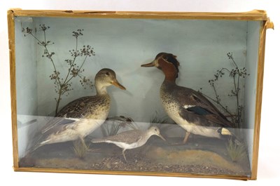 Lot 85 - Taxidermy case of brace of Eurasian Teal ducks...