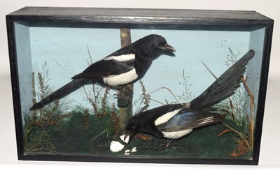 Lot 53 - late 20th century taxidermy cased pair of...