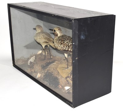 Lot 56 - Victorian taxidermy cased pair of Common grey...