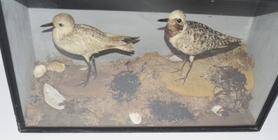Lot 56 - Victorian taxidermy cased pair of Common grey...