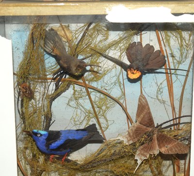Lot 64 - Late Victorian / early 20th century taxidermy...