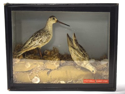 Lot 55 - Late Victorian Taxidermy cased pair of...
