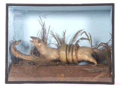 Lot 84 - Late Victorian / Early Edwardian Taxidermy...