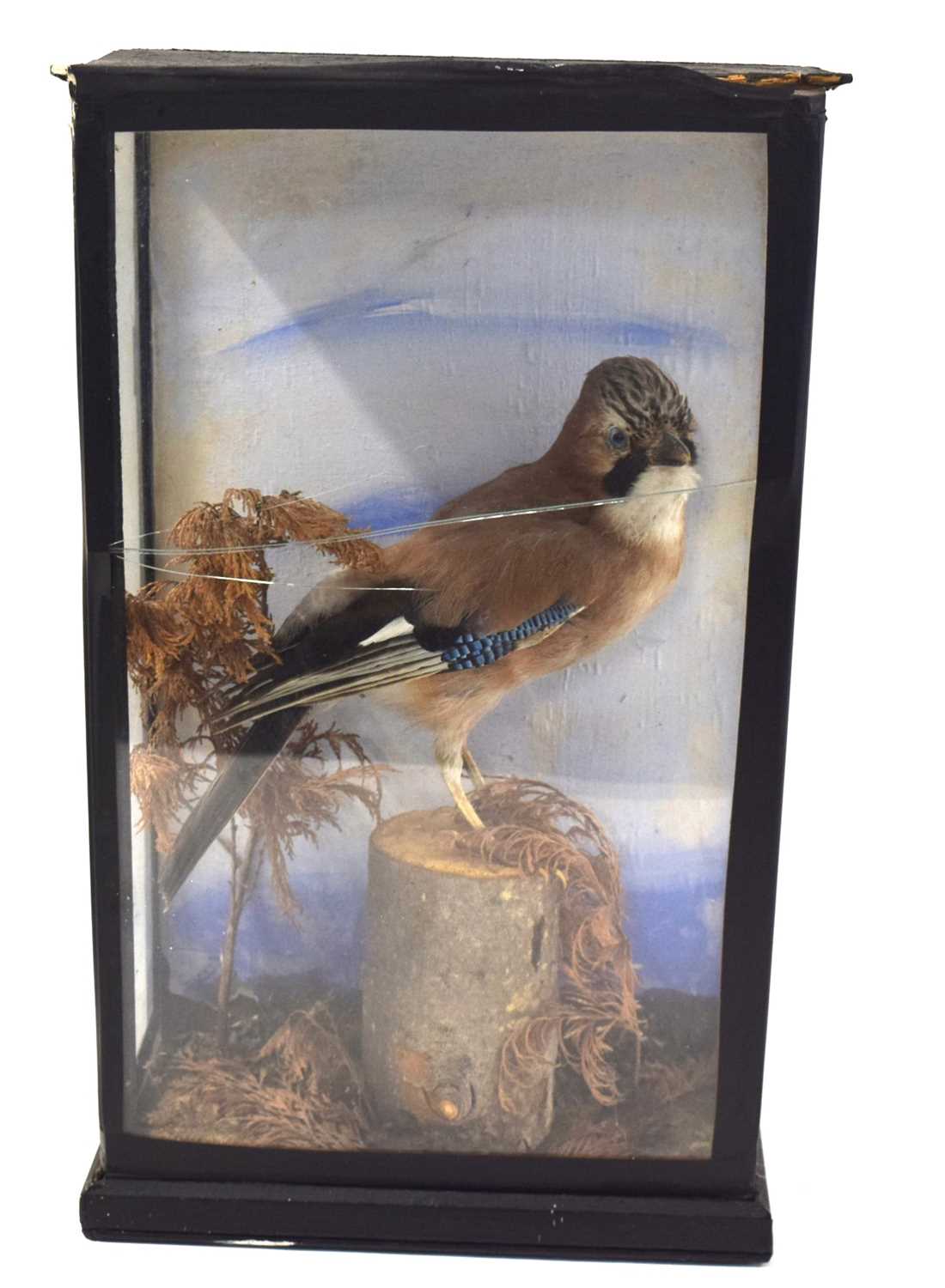 Lot 62 - Taxidermy cased Eurasian Jay (Garrulus...