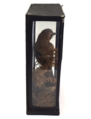 Lot 62 - Taxidermy cased Eurasian Jay (Garrulus...