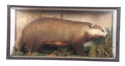 Lot 95 - Large Victorian Taxidermy Cased Eurasian...