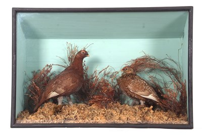 Lot 54 - Victorian taxidermy cased brace of Grouse by...