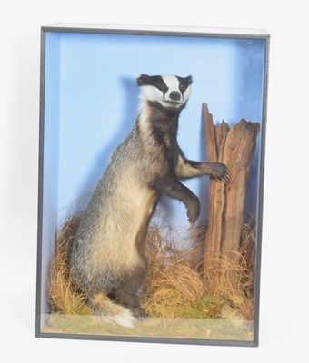 Lot 69 - Modern Very large and very well done Taxidermy...