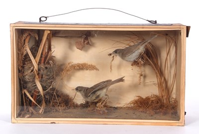 Lot 61 - Early Victorian Taxidermy Cased Pair of Reed...