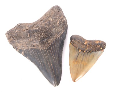 Lot 83 - Two prehistoric shark teeth fossils