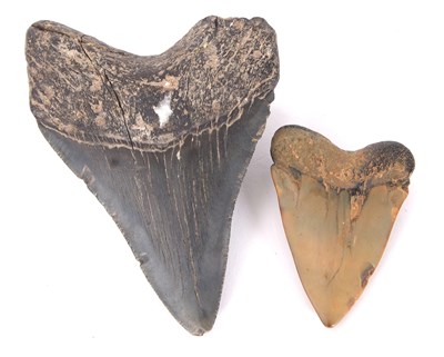 Lot 83 - Two prehistoric shark teeth fossils