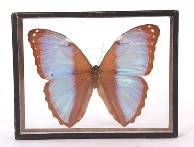 Lot 84 - Victorian Framed Butterfly specimen of...