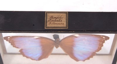 Lot 84 - Victorian Framed Butterfly specimen of...