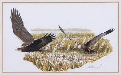 Lot 152 - Hilary Burn (British, b.1946), Marsh Harriers,...