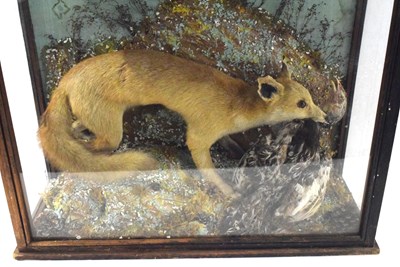 Lot 87 - Late 19th / Early 20th century taxidermy cased...