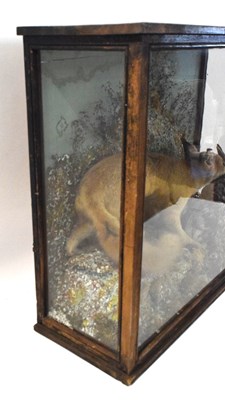 Lot 87 - Late 19th / Early 20th century taxidermy cased...