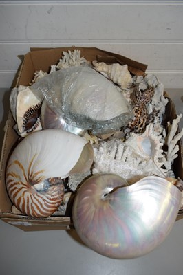 Lot 232 - LARGE COLLECTION VARIOUS SEASHELLS