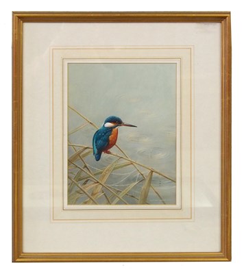 Lot 24 - Raymond Watson (b.1958), Kingfisher perched...