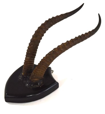 Lot 87 - Small pair of mounted Antelope horns mounted...