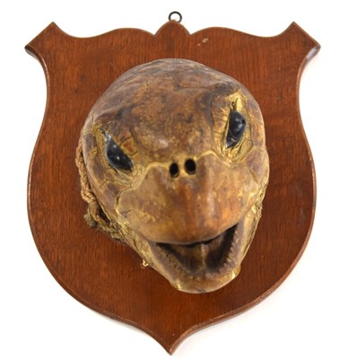 Lot 80 - Late Victorian / Early Edwardian taxidermy Sea...