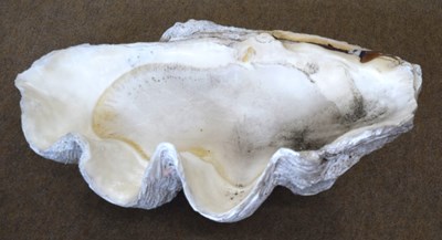 Lot 89 - Large giant clam (TRIDACNA GIGAS) Half shell....