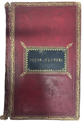 Lot 97 - MARY MATILDA HOWARD: OCEAN FLOWERS AND THEIR...