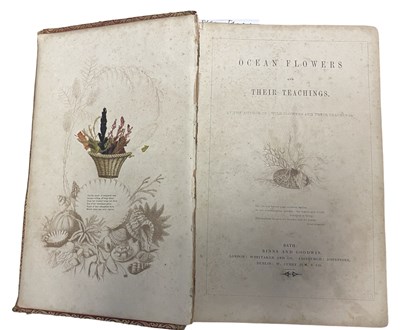 Lot 97 - MARY MATILDA HOWARD: OCEAN FLOWERS AND THEIR...