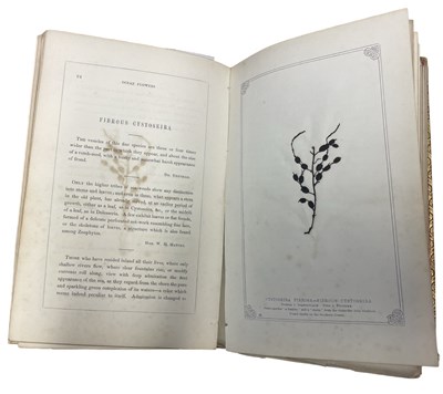 Lot 97 - MARY MATILDA HOWARD: OCEAN FLOWERS AND THEIR...