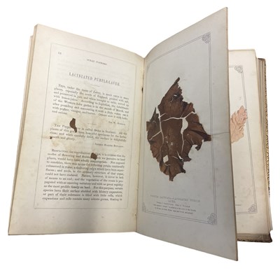 Lot 97 - MARY MATILDA HOWARD: OCEAN FLOWERS AND THEIR...