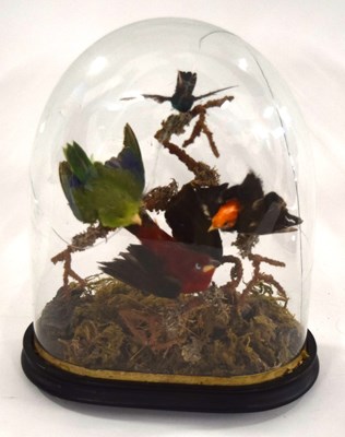 Lot 77 - Late Victorian / Early Edwardian Taxidermy...