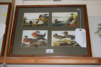 Lot 250 - Four duck print illustrations, John James...