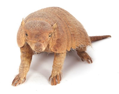 Lot 70 - 20th Century taxidermy Armadillo