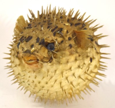 Lot 93 - Taxidermy Puffer Fish specimen