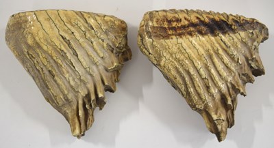 Lot 101 - Natural History interest: Two fossilised...