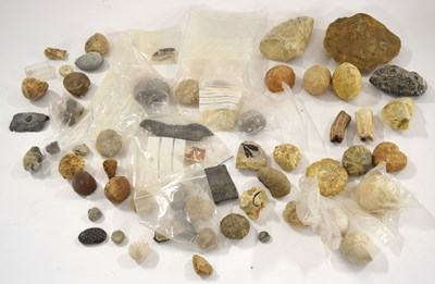 Lot 105 - Natural History, Paleontology and fossil...