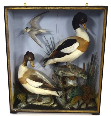 Lot 72 - 20th Century unattributed Taxidermy cased...