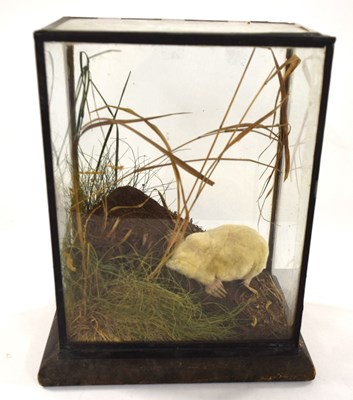 Lot 78 - Early 20th Century Taxidermy cased Albino Mole...