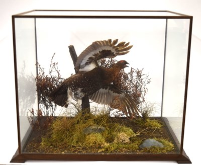 Lot 71 - Late 20th century cased taxidermy Red Grouse...