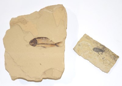 Lot 113 - Fossil / Paleontology interest: Two fossils to...